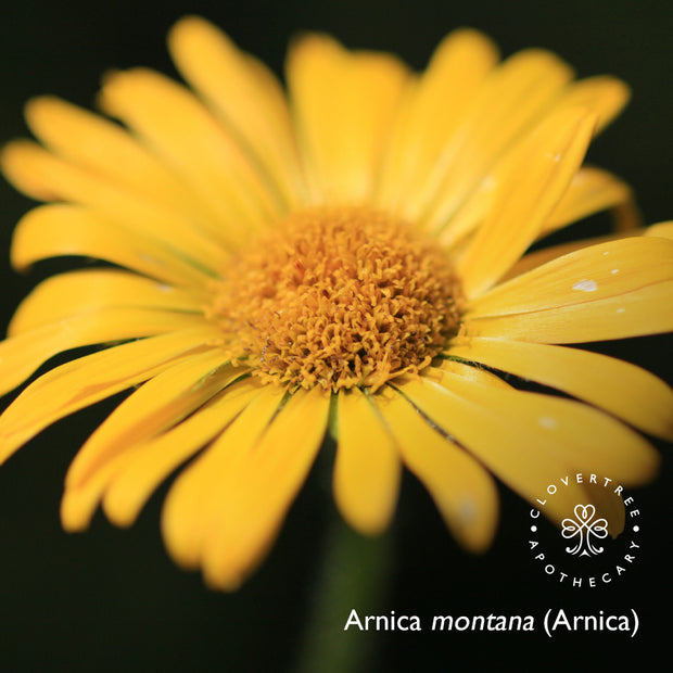 Arnica Therapy Oil