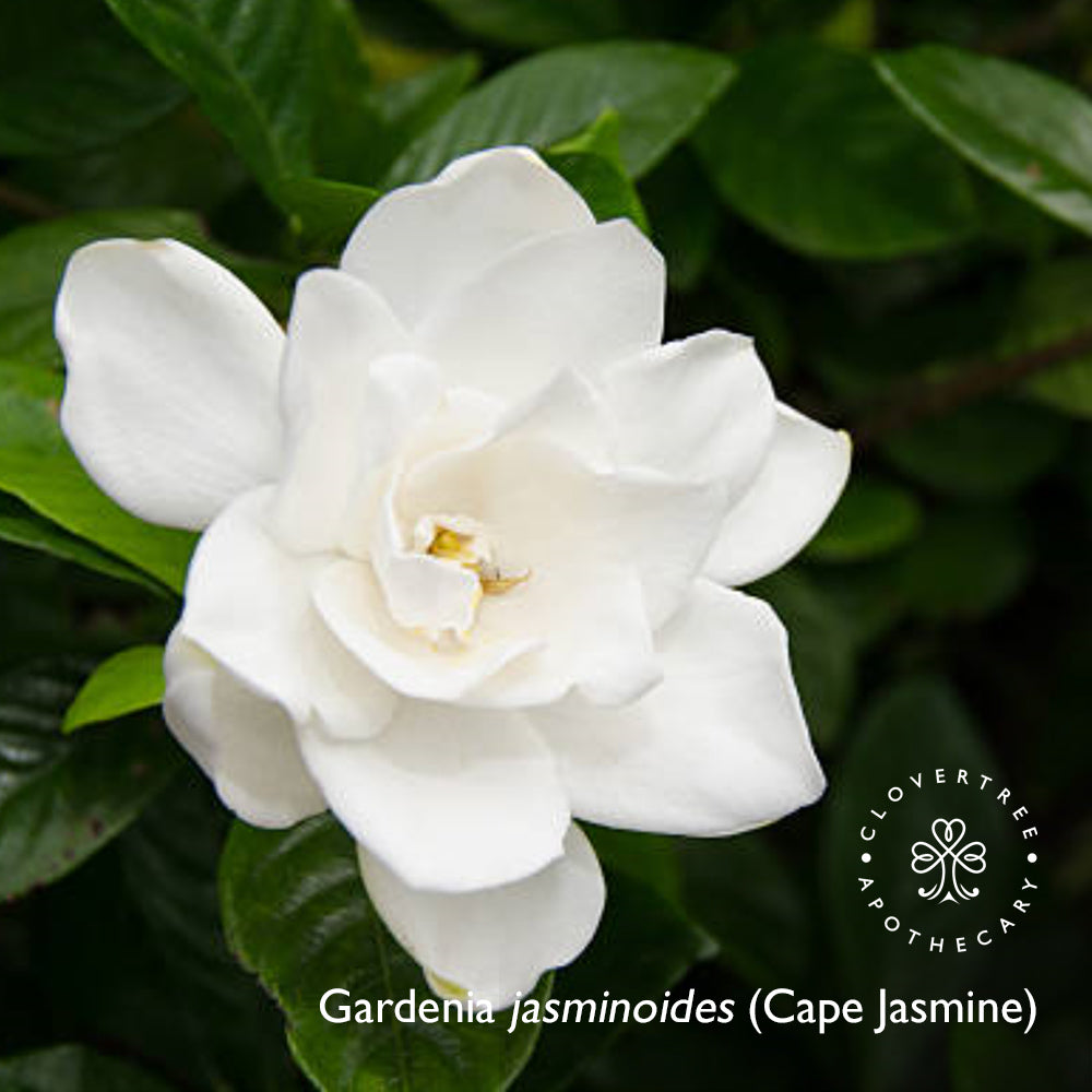 Cape Jasmine Youth Serum - Clovertree Apothecary - Plant-Powered