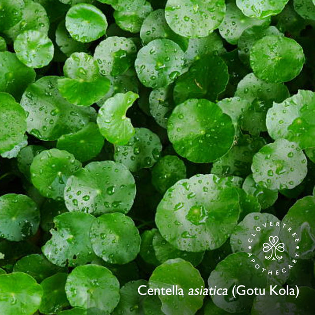Gotu Kola Brightening Serum (with plant stem cells)
