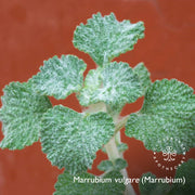 Marrubium Calming Serum (with plant stem cells)