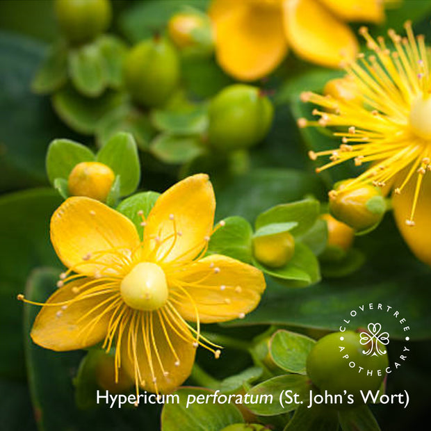 St. John's Wort Therapy Oil